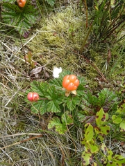 Rubus chamaemorus