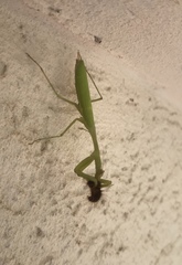 Mantidae