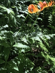 Lilium pardalinum shastense