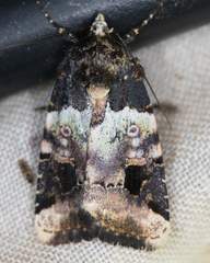 Bryolymnia bicon