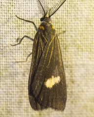 Dioptinae