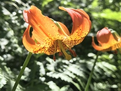 Lilium pardalinum shastense