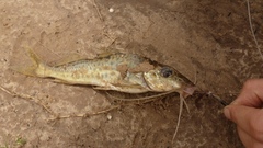 Iheringichthys labrosus