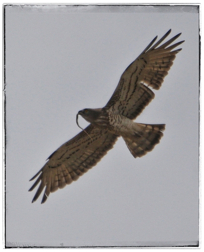 Short-toed Snake-Eagle