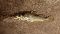 Iheringichthys labrosus