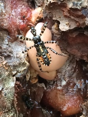 Pselliopus zebra
