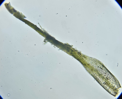 Image of Blindiadelphus recurvatus by (c) Helen Waterman, some rights reserved (CC BY)