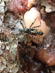 Pselliopus zebra