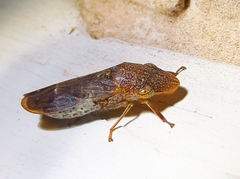 Glassy-winged Sharpshooter