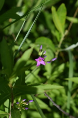 Phlox glaberrima interior