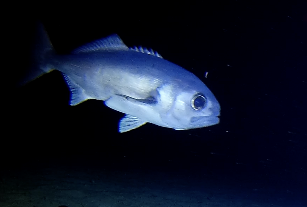 Antarctic Butterfish