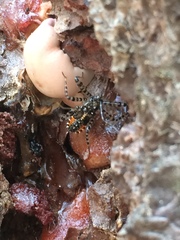 Pselliopus zebra