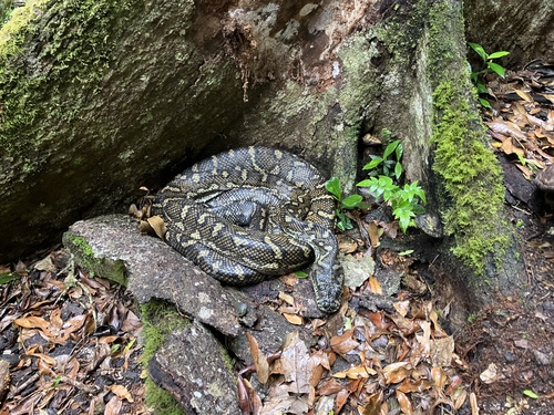 Coastal Carpet Python sighting