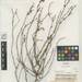 Polygonum argyrocoleon - Photo (c) Smithsonian Institution, National Museum of Natural History, Department of Botany, algunos derechos reservados (CC BY-NC-SA)