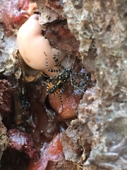 Pselliopus zebra
