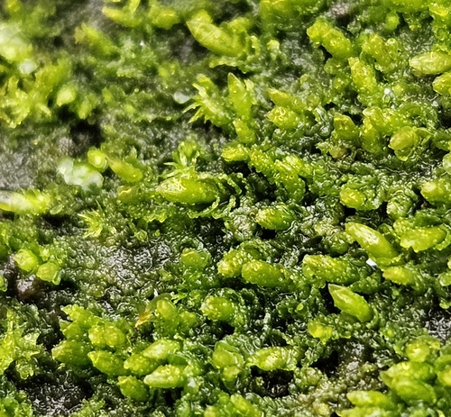 Image of Jungermannia pumila by (c) Helen Waterman, some rights reserved (CC BY)