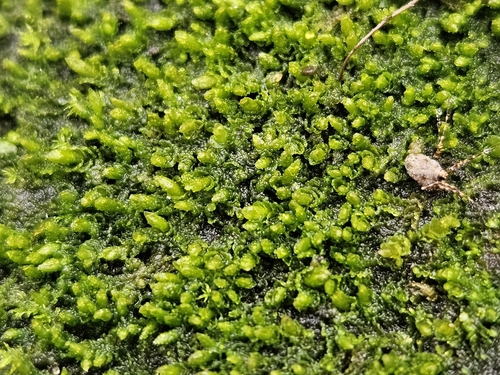 Image of Jungermannia pumila by (c) Helen Waterman, some rights reserved (CC BY)