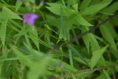 Phlox glaberrima interior