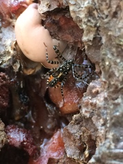 Pselliopus zebra