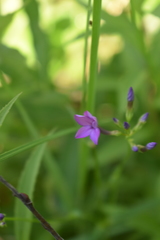 Phlox glaberrima interior