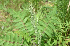 Chenopodium pratericola