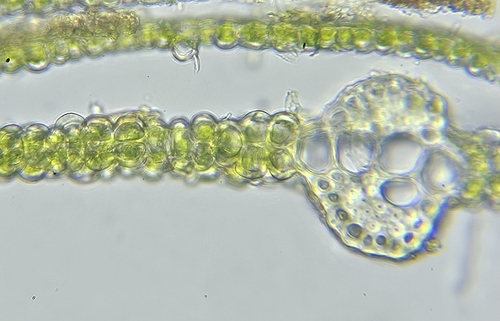 Image of Fissidens dubius by (c) Helen Waterman, some rights reserved (CC BY)