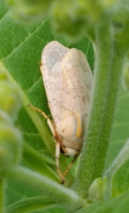 Halysidota tessellaris