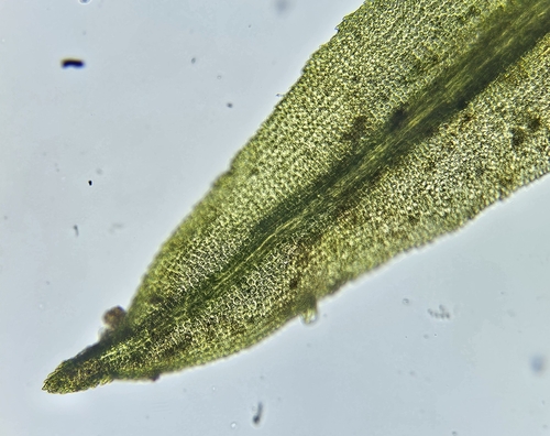Image of Transparent Fork-Moss (Dichodontium pellucidum) by (c) Helen Waterman, some rights reserved (CC BY)