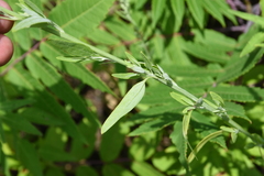 Chenopodium pratericola