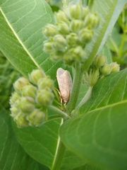 Halysidota tessellaris