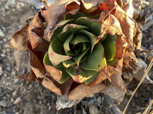 Dudleya candelabrum