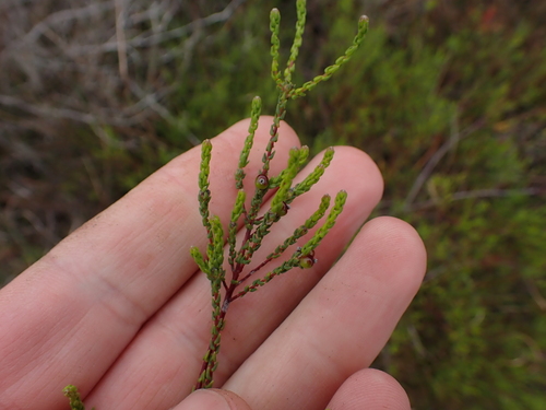 Elim Hardleaf (Phylica parvula)