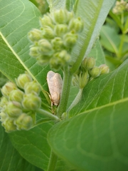 Halysidota tessellaris