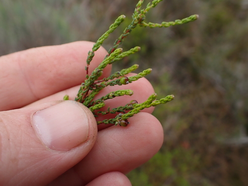 Image of Phylica parvula by (c) Eugene Hahndiek, some rights reserved (CC BY-SA)