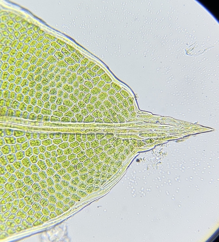 Image of Fissidens bryoides by (c) Helen Waterman, some rights reserved (CC BY)