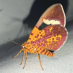 Hagnagora croceitincta