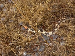 Pituophis deppei jani