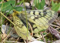 Parnassius eversmanni