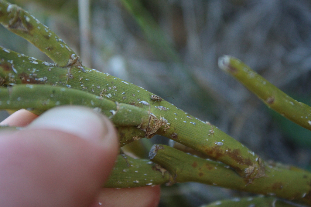 Cerius otagensis