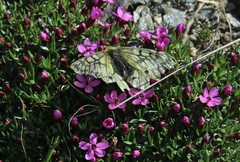 Parnassius eversmanni