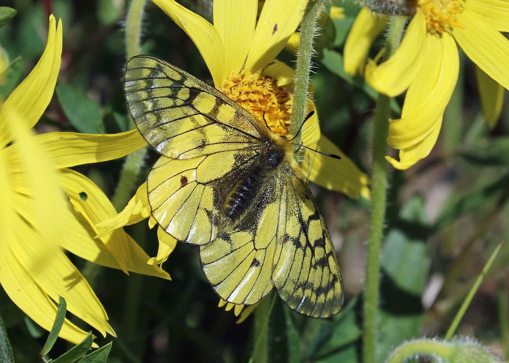 Eversmann's Parnassian (Parnassius eversmanni) · iNaturalist United Kingdom