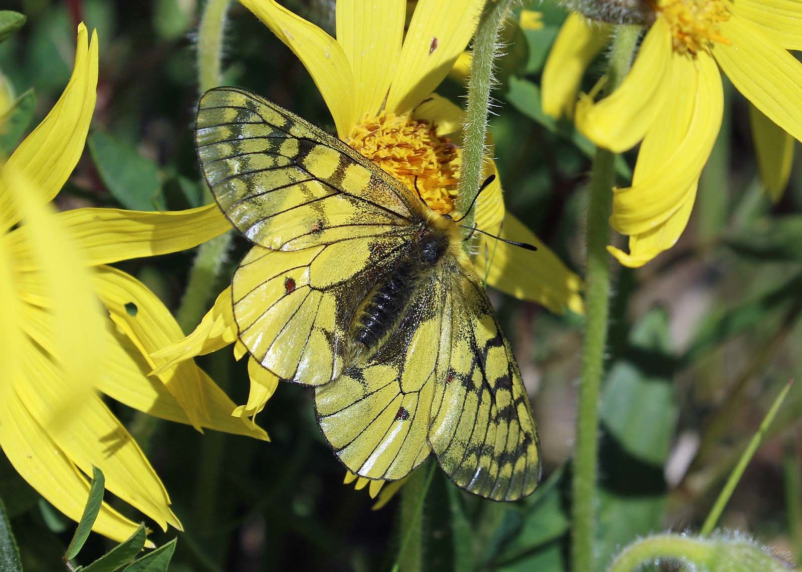 Eversmann's Parnassian (Parnassius eversmanni) · iNaturalist