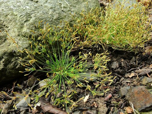 Fimbristylis aestivalis iNat (1)
