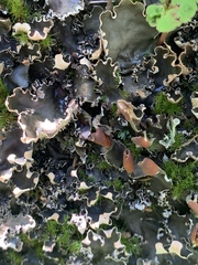 Peltigera elisabethae