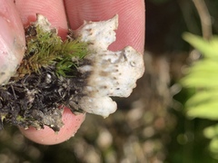 Peltigera elisabethae