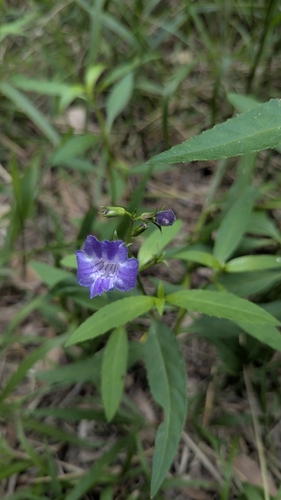 Image of Artanema fimbriatum by (c) Alesha Teitzel, some rights reserved (CC BY)