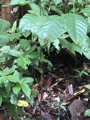 Hyalothyrus infernalis