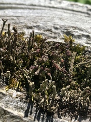 Cladonia parasitica
