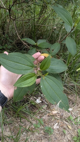 Image of Melastoma affine by (c) Alesha Teitzel, some rights reserved (CC BY)