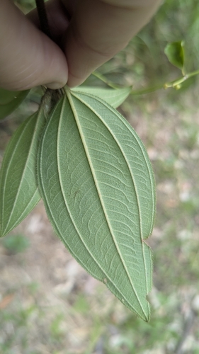 Image of Melastoma affine by (c) Alesha Teitzel, some rights reserved (CC BY)